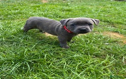 Staffordshire Bull Terrier dogs for sale: KC registered Blue Staffordshire bull terrier’s  in Colchester - Image 14