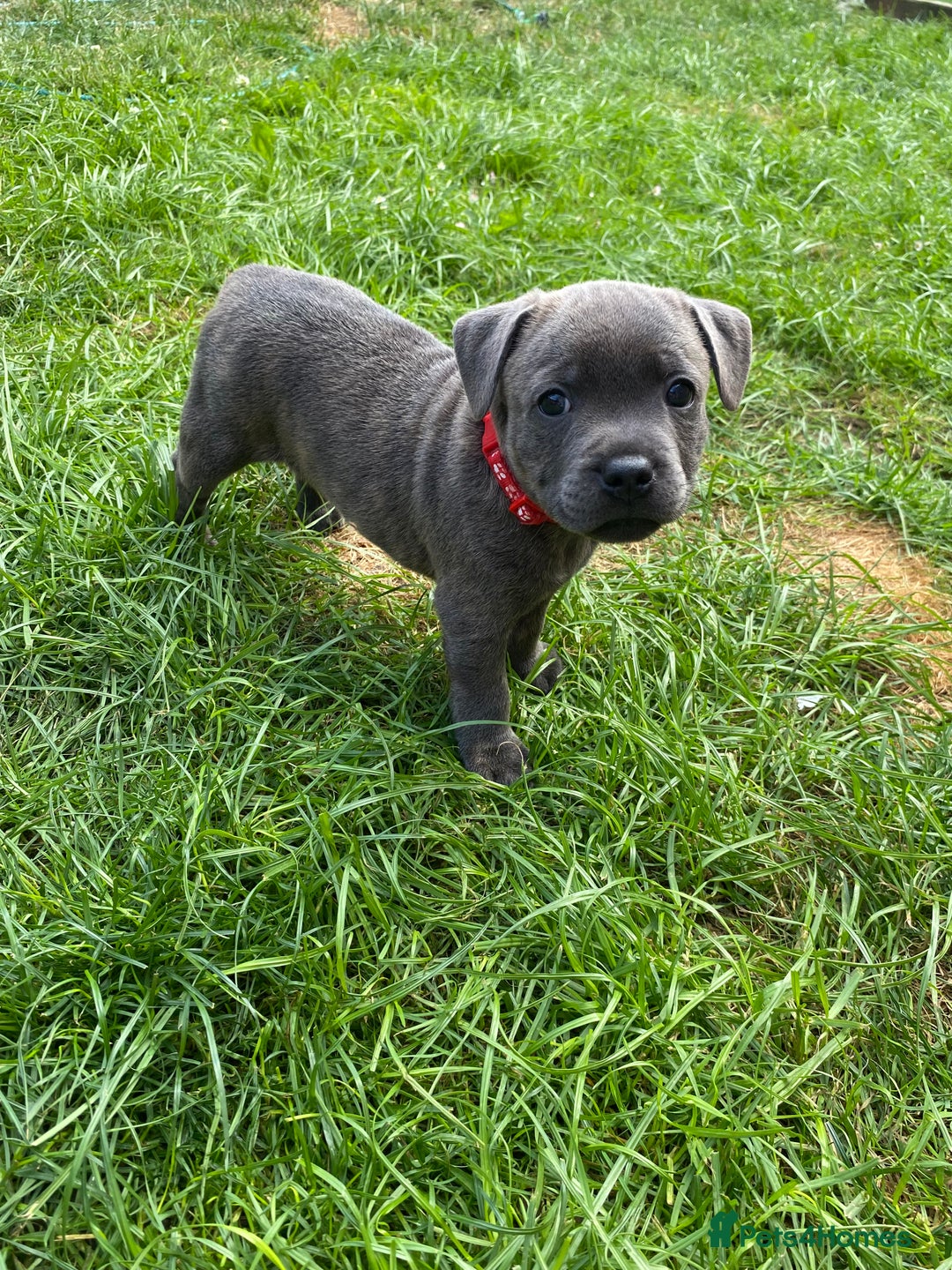 Staffordshire Bull Terrier dogs for sale: KC registered Blue Staffordshire bull terrier’s  in Colchester - Image 14