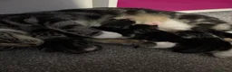 Mixed Breed cats for sale: 3 gorgeous boy kittens for sale  - Advert 14