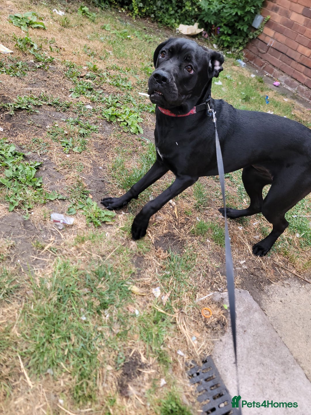 Cane Corso dogs for sale: Beautiful female cane corso puppy - Image 5