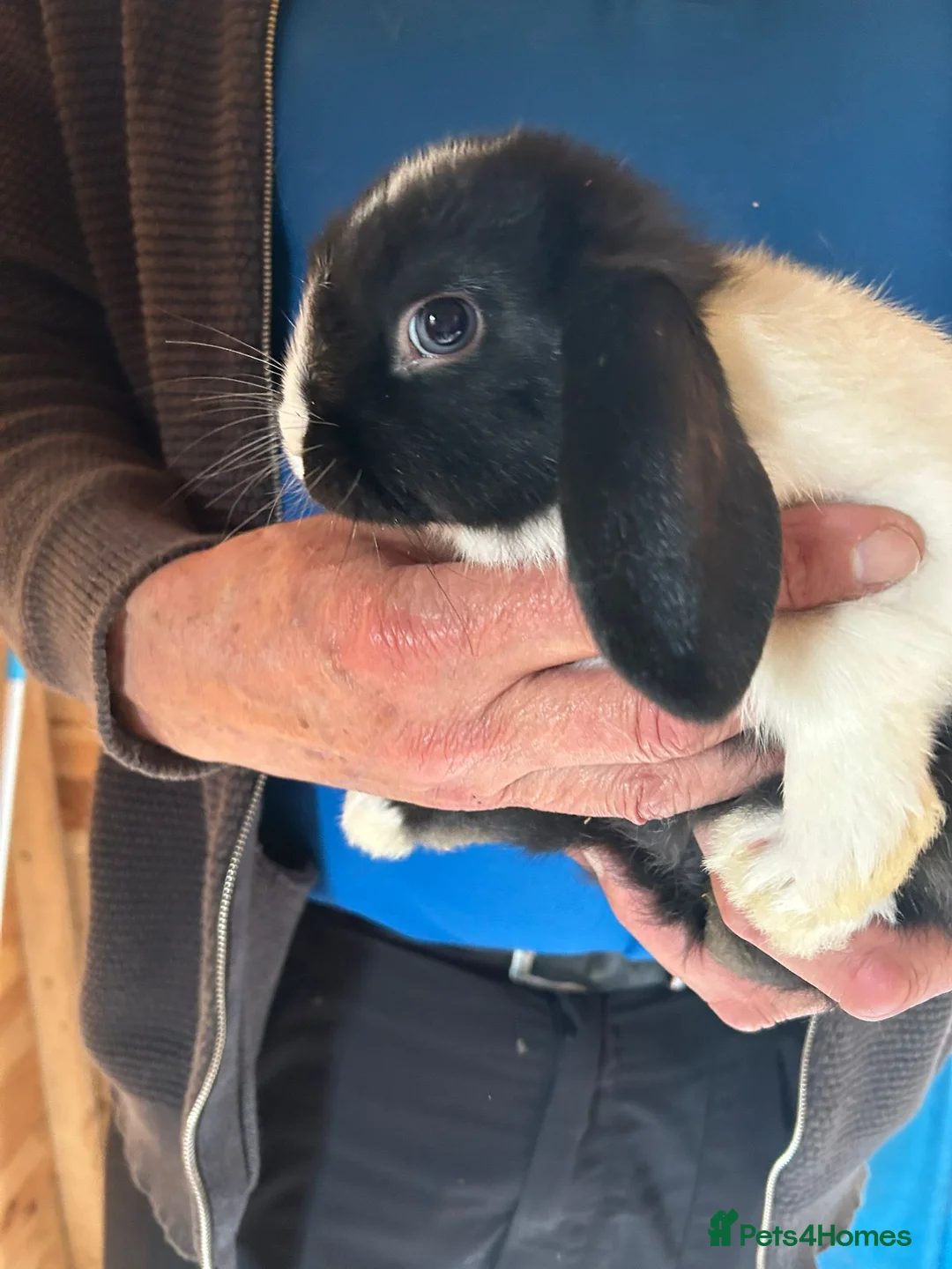 Mini Lop rabbits for sale: Mini lop bunnies  - Advert 3