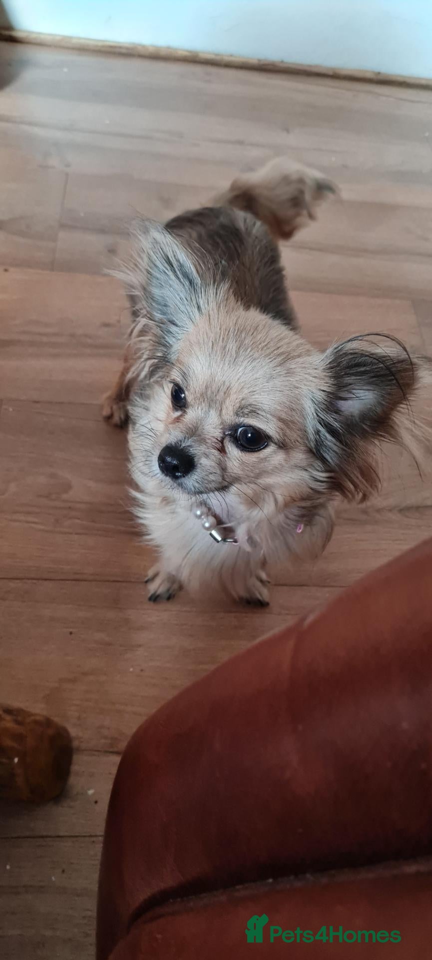 Chihuahua dogs Puppy's  - Advert 18