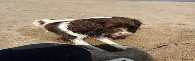 English Springer Spaniel 1