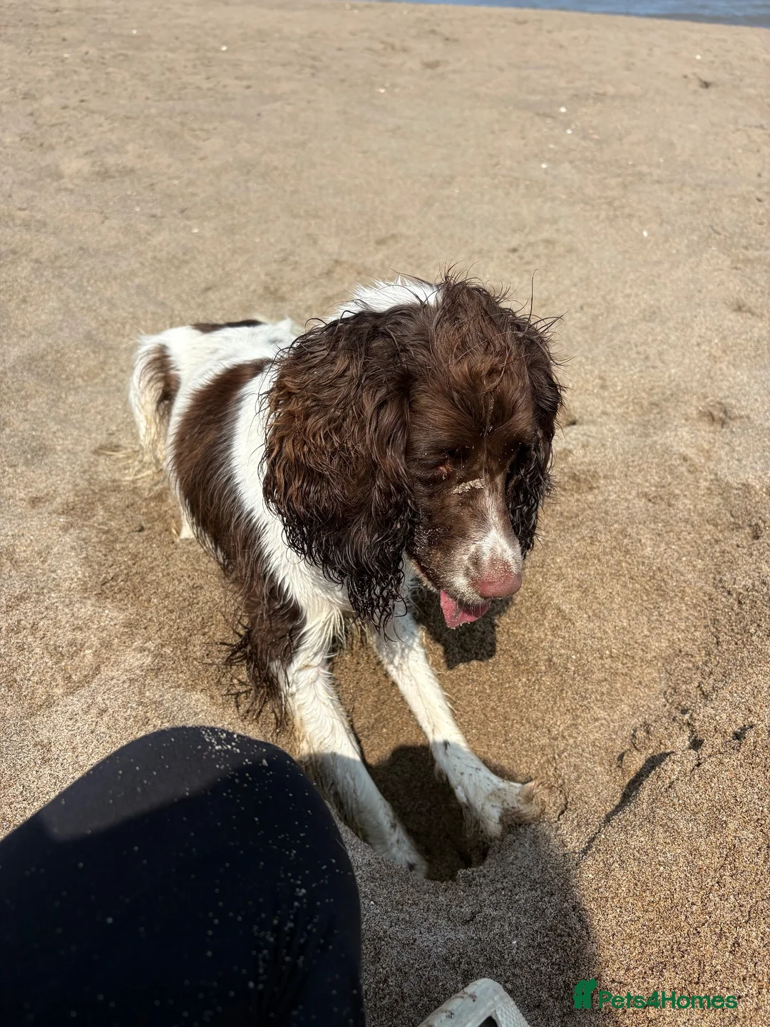 English Springer Spaniel dogs for sale: 22month old springer - Advert 2