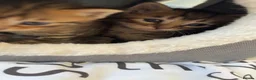 Bengal cats for sale: 🐾 Beautiful Bengal x Maine Coon Kittens 🐾 - Advert 20
