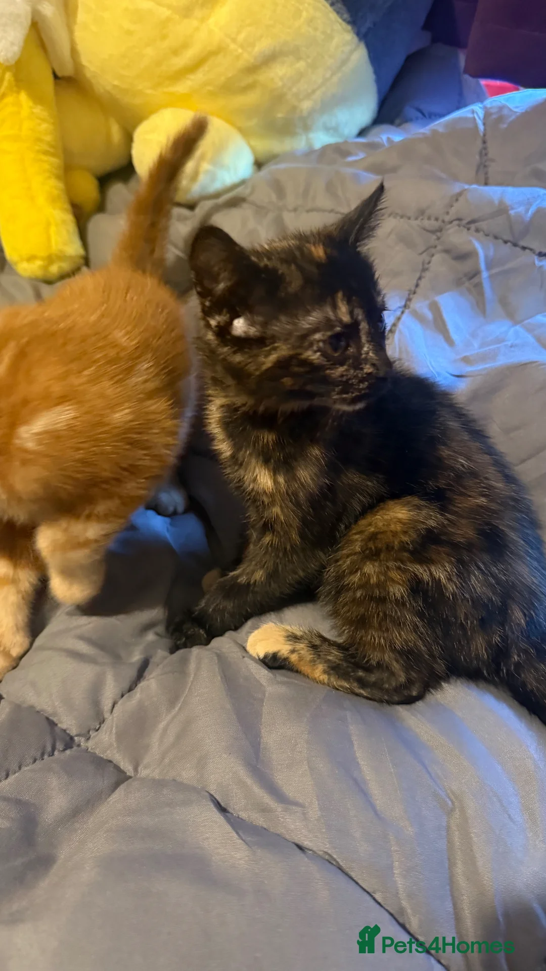 Mixed Breed cats for sale: 6 Lovely Kittens ready to go now! - Advert 28