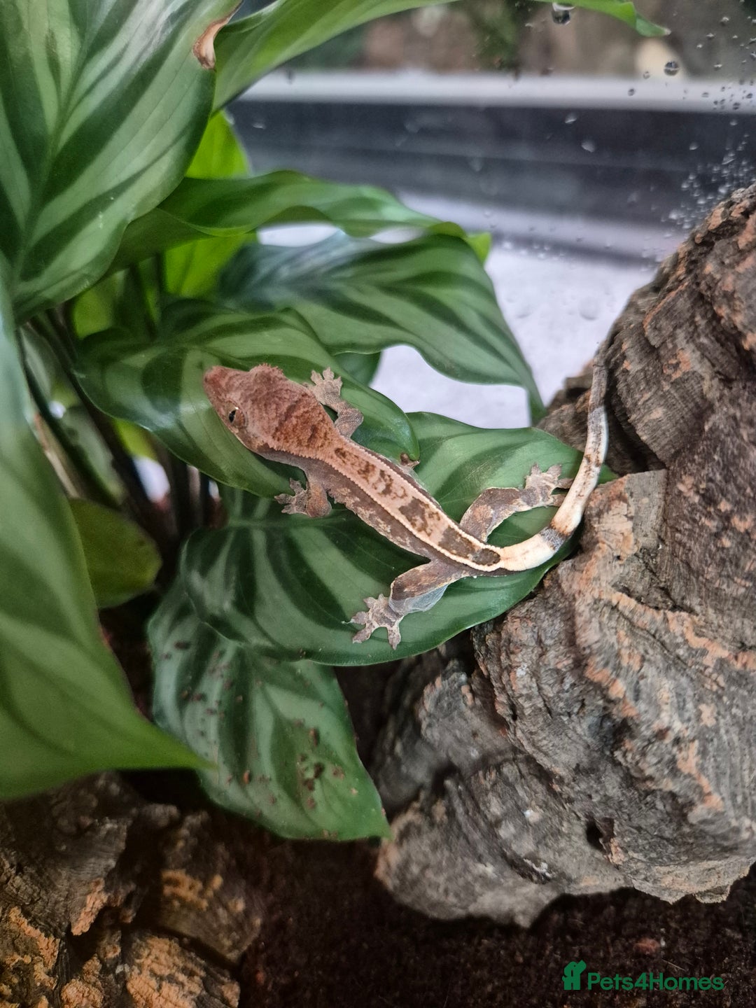 Gecko reptiles for sale: Crested Gecko Babies - Image 6