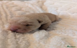 Shar Pei dogs for sale: ONLY 2 LEFT! Beautiful Champion Shar Pei Puppies!  - Image 17