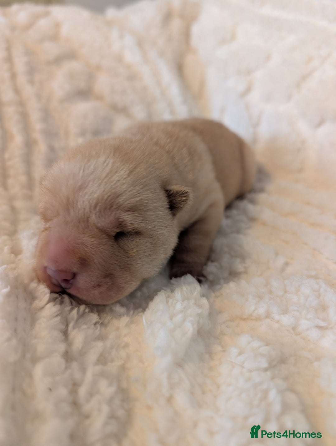 Shar Pei dogs for sale: ONLY 2 LEFT! Beautiful Champion Shar Pei Puppies!  - Image 17