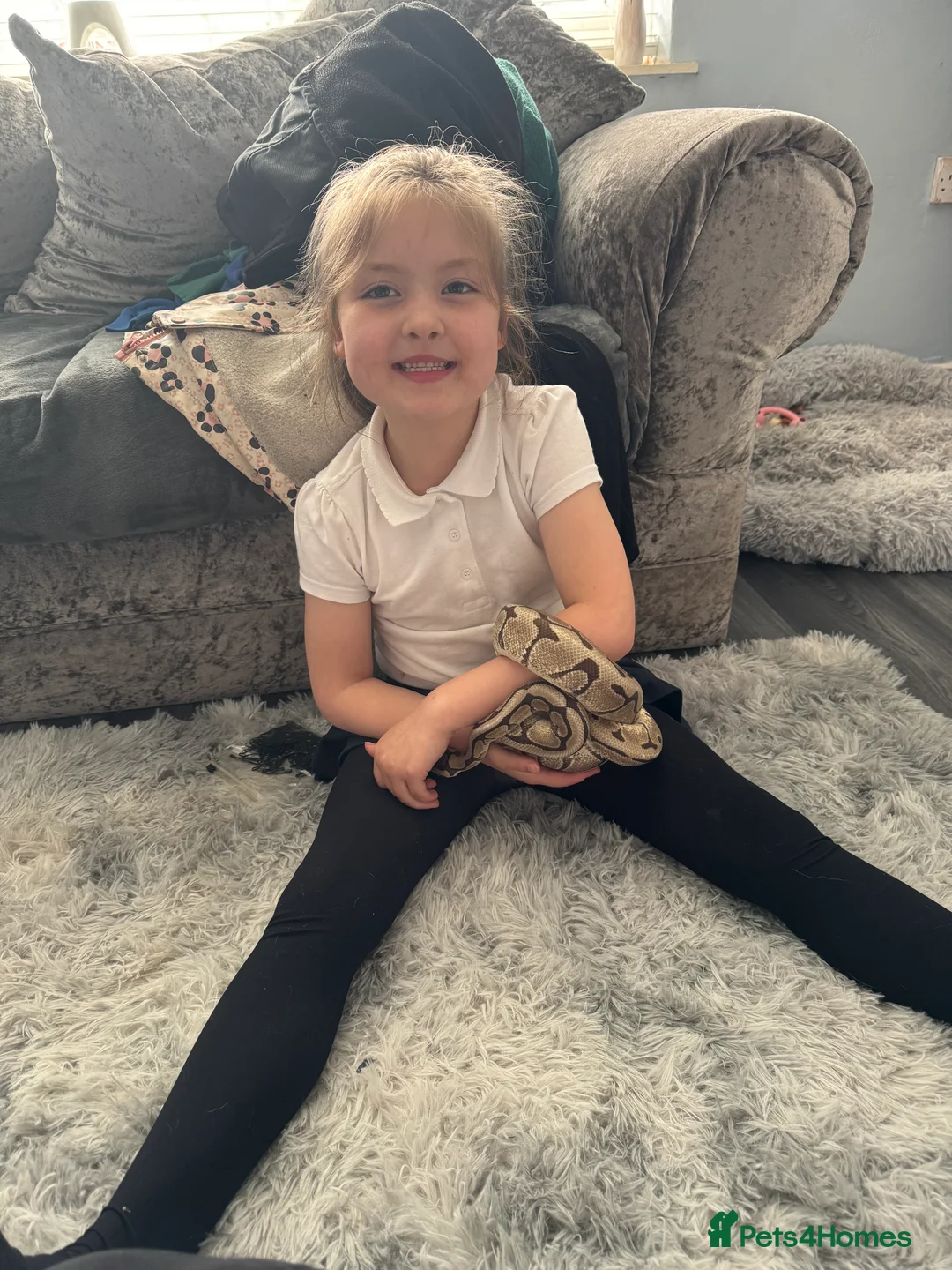 Python Snake reptiles for sale: Male Royal Python - Advert 2