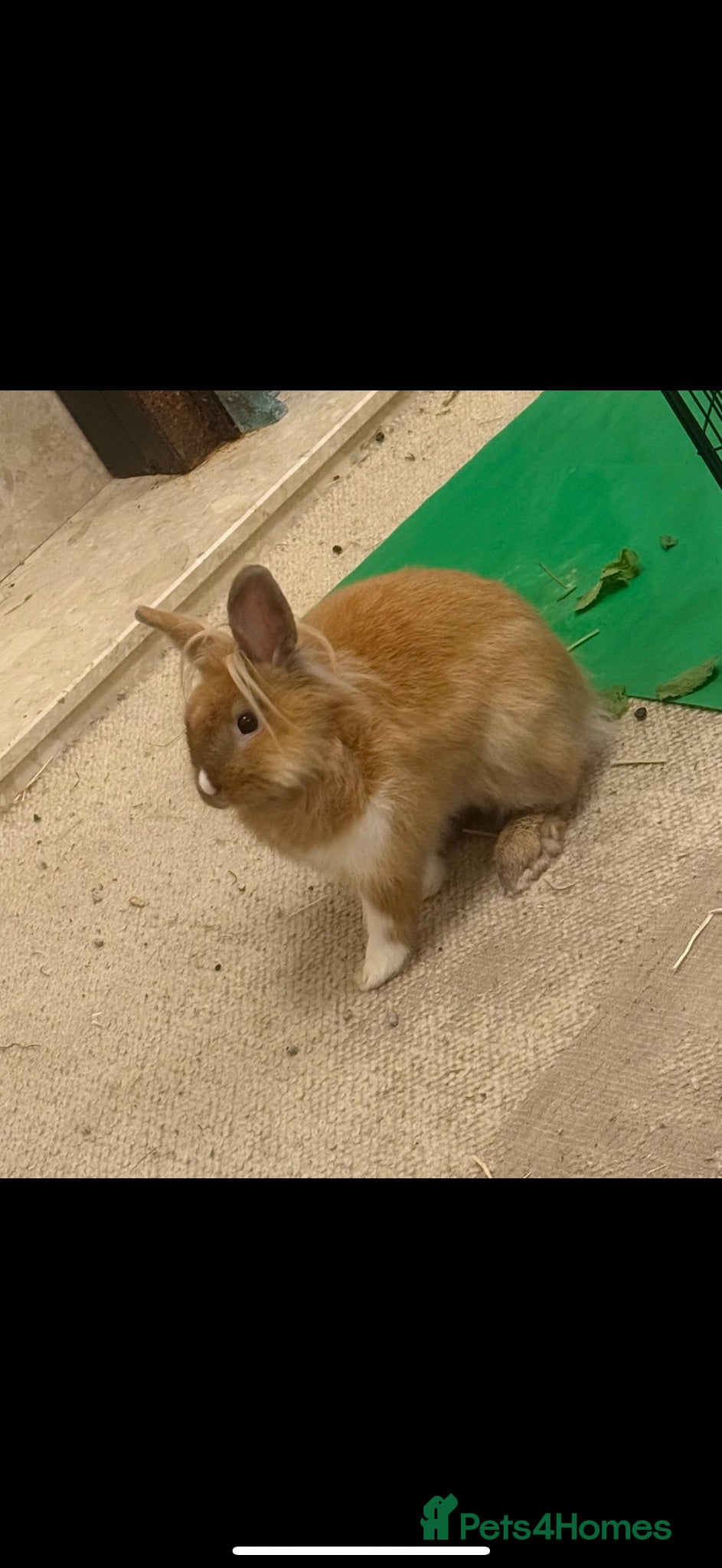 Mixed Breed rabbits Lovely 4 month old mini lion lop  - Advert 5