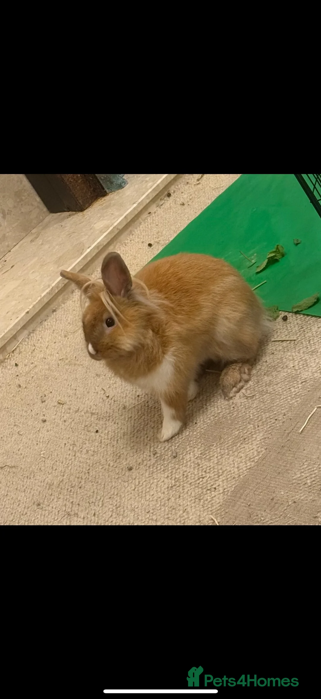 Mixed Breed rabbits for sale: Lovely 4 month old mini lion lop  - Advert 1