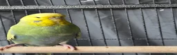 Budgerigars birds for sale: Breeding budgies  in Bradford - Advert 2