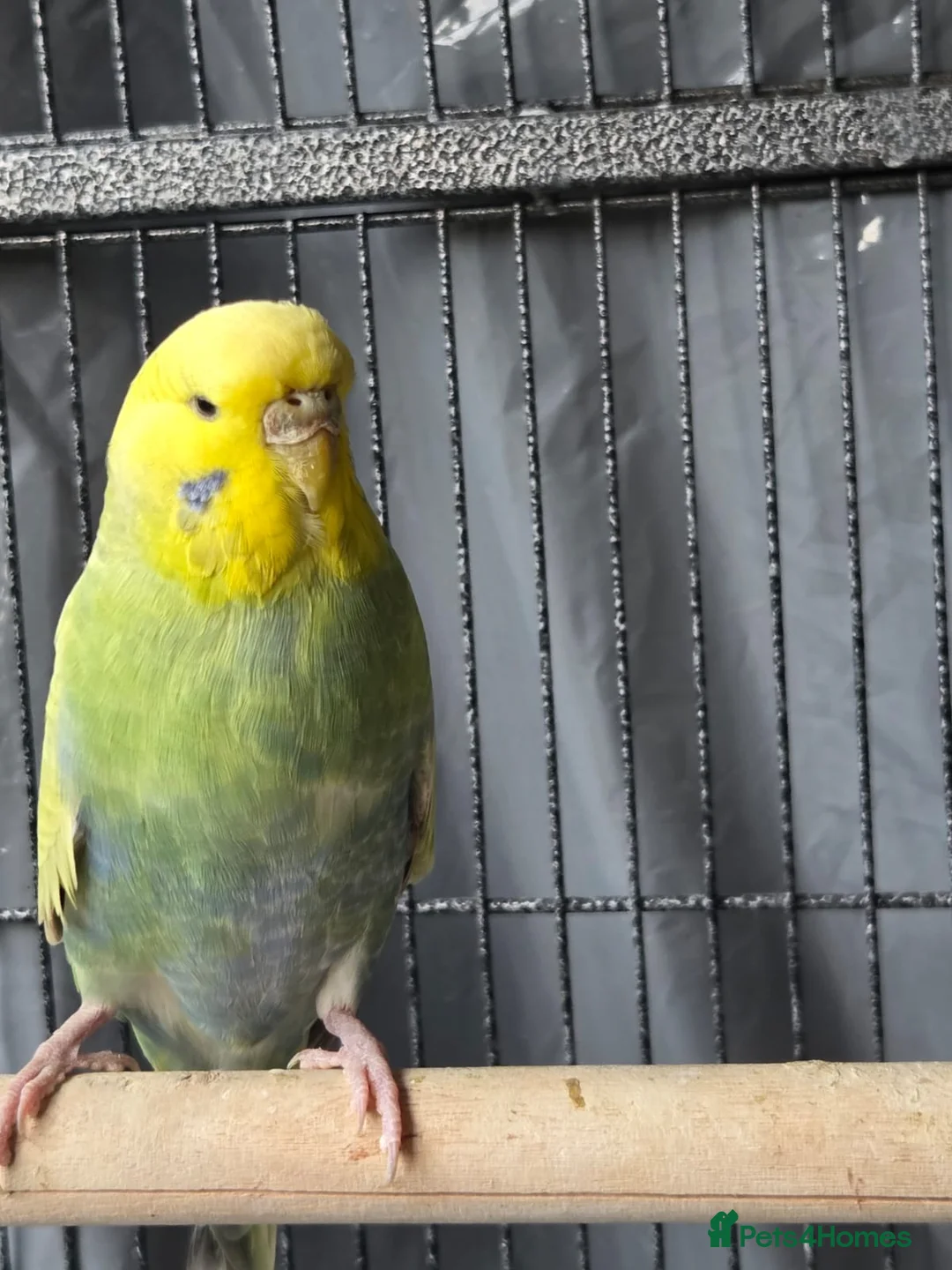Budgerigars birds for sale: Breeding budgies  in Bradford - Advert 2
