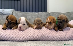 English Bulldog dogs for sale: English Bulldog puppies for sale KC registered  - Image 2