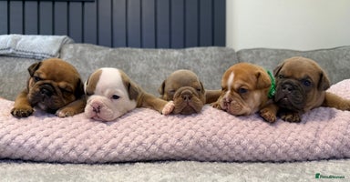 English Bulldog dogs - Advert 5