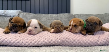 English Bulldog dogs - Advert 9