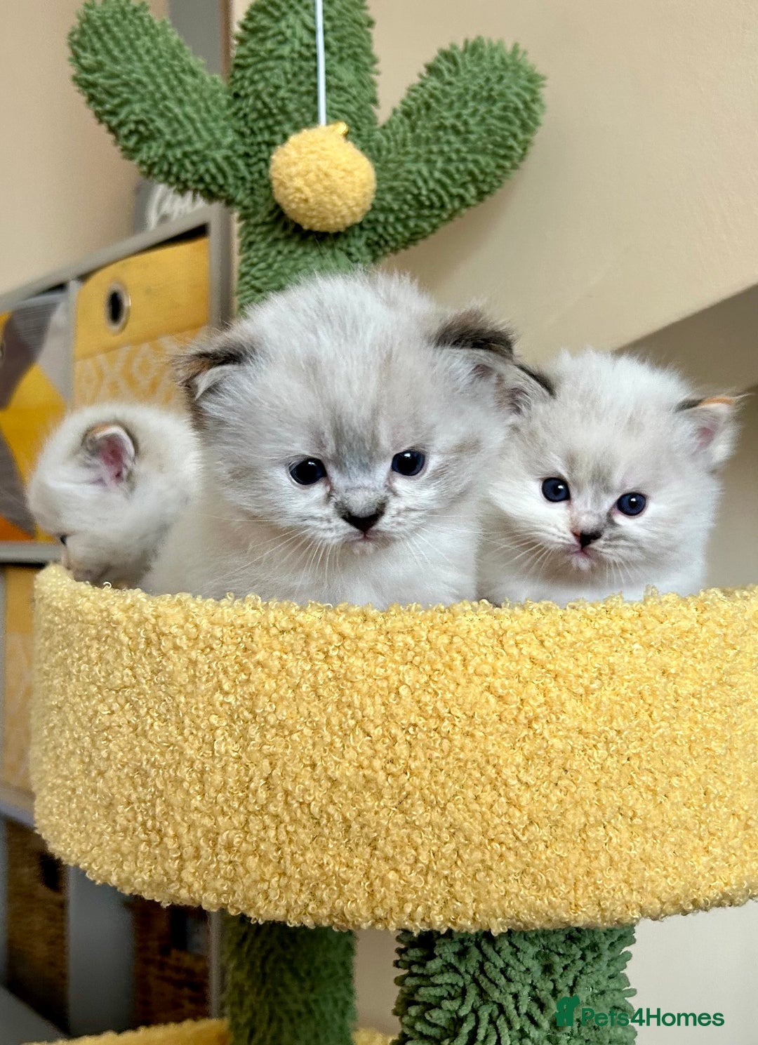 Ragdoll cats for sale: Stunning Ragdoll kitten SHOW/BREEDING -GCCF   - Image 8