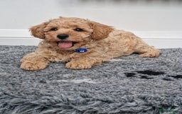 Poochon dogs for sale: Beautiful Poochon Puppies  in Carmarthen - Image 3