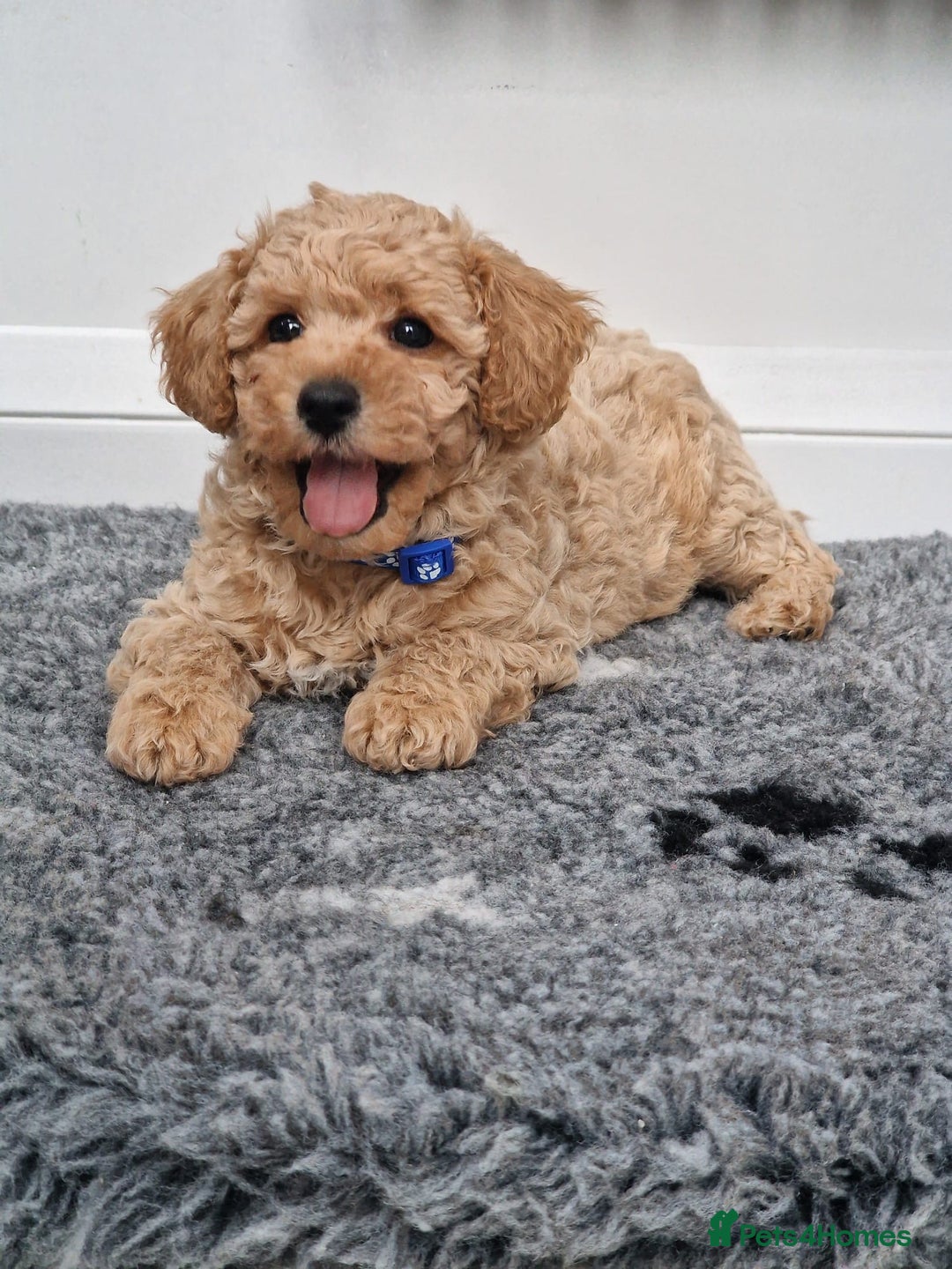 Poochon dogs for sale: Beautiful Poochon Puppies  in Carmarthen - Image 3
