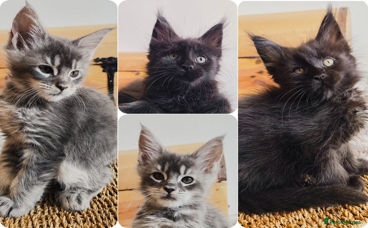 Maine Coon cats - Advert 2