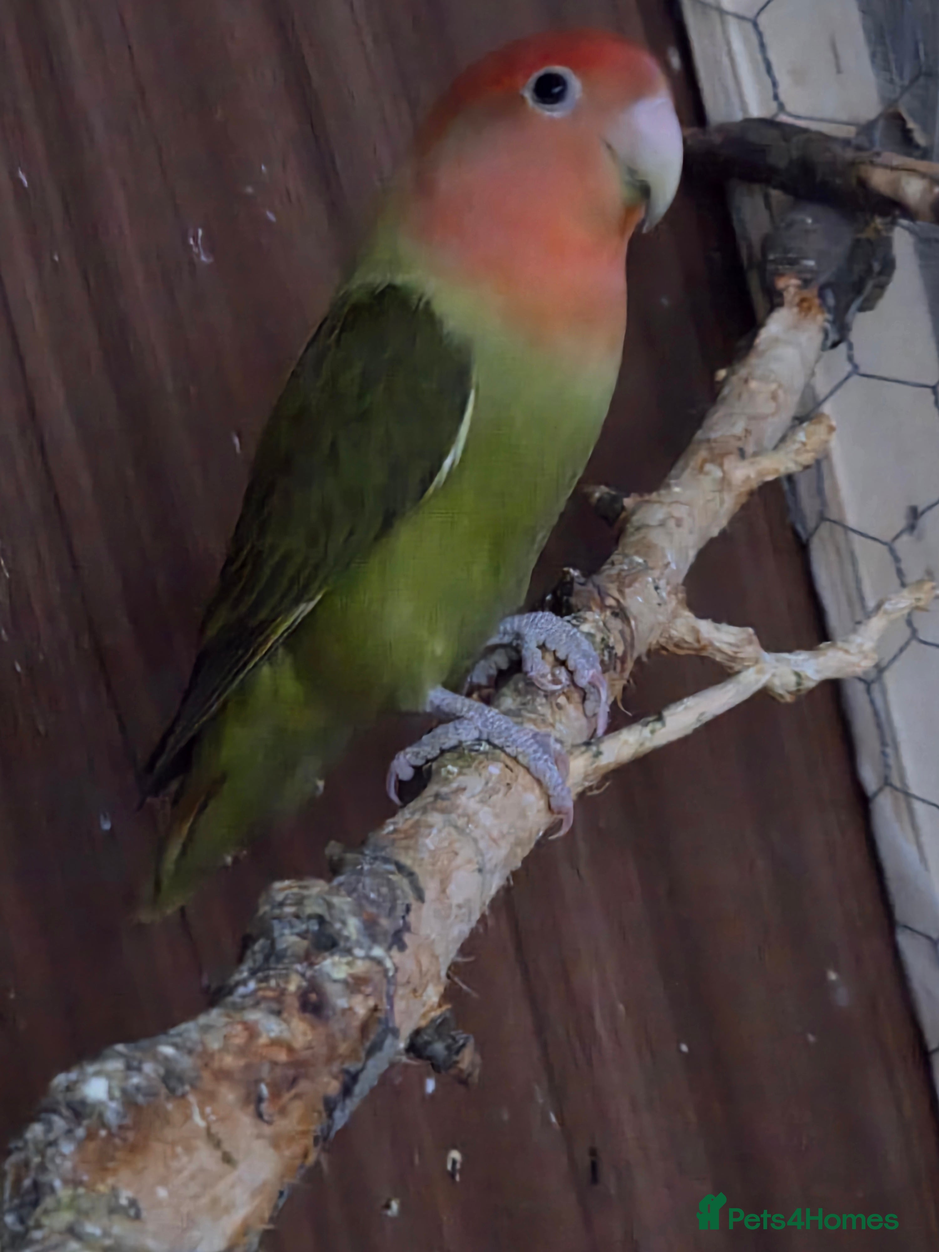 Lovebirds birds These are Peach-faced (Rosy-faced) Lovebirds - Advert 1