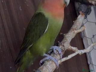 Lovebirds birds These are Peach-faced (Rosy-faced) Lovebirds - Advert 1