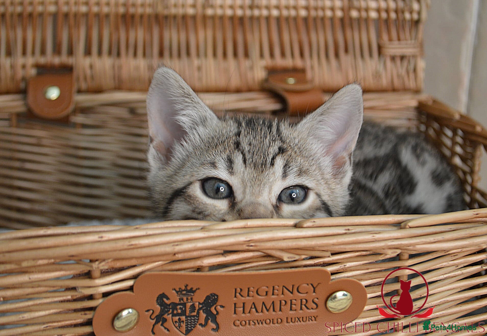 Bengal cats ✨️ READY IN 2 WEEKS! CHAMPION TICA BENGAL KITTENS - Advert 1