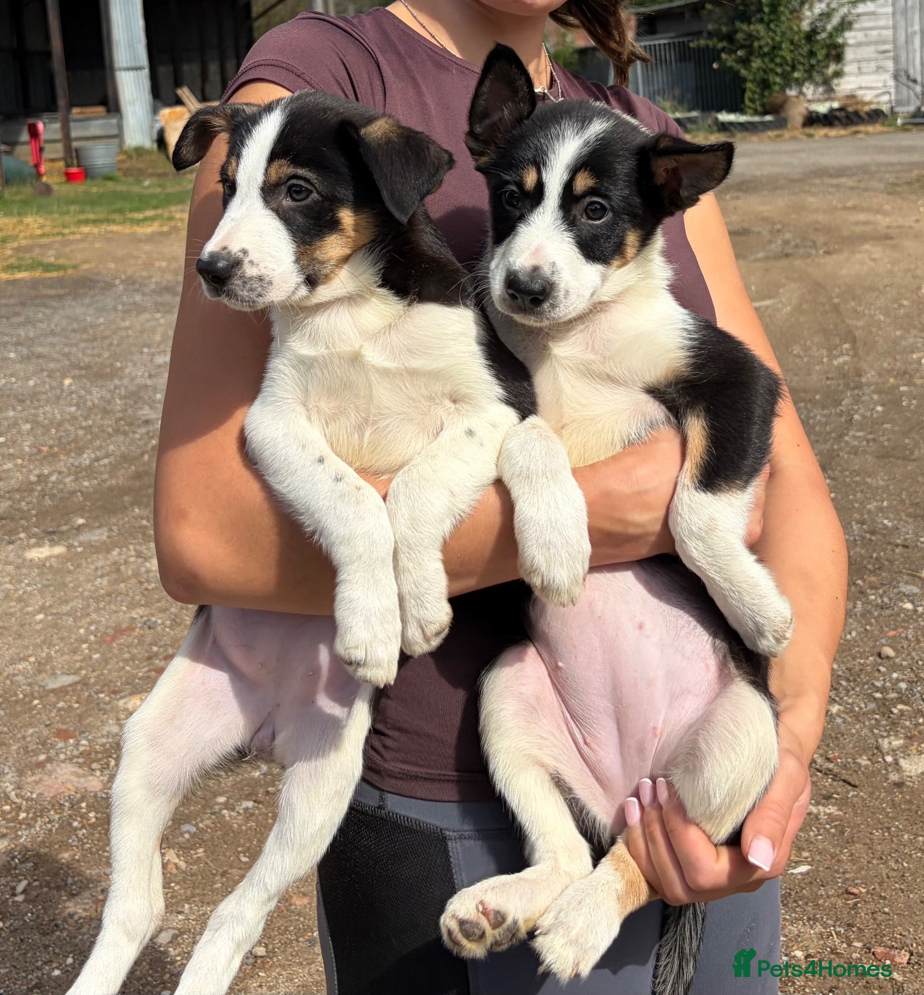Border Collie dogs Pedigree border collie puppies  - Advert 2