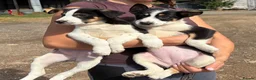 Border Collie dogs for sale: Pedigree border collie puppies  - Advert 19