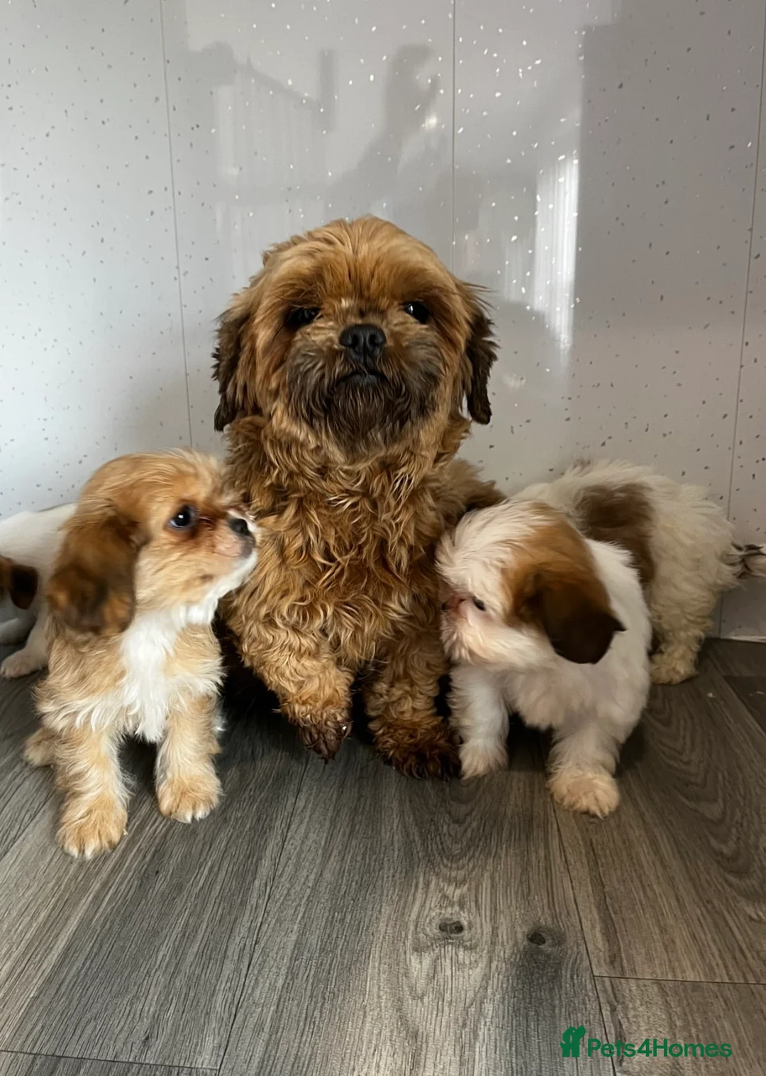 Shih Tzu dogs for sale: Stunning Shih Tzu puppies in Brierley Hill - Advert 2