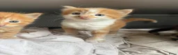 Domestic Shorthair cats for sale: Stunning Domestic Shorthair Kittens - Advert 11