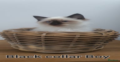 Ragdoll cats - Advert 1