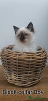Ragdoll cats - Advert 10