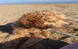 Cockapoo dogs for stud: Stud dog (not for sale) - Image 5