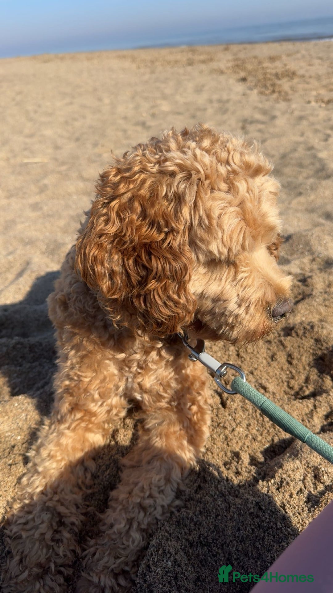 Cockapoo dogs for stud: Stud dog (not for sale) - Image 5