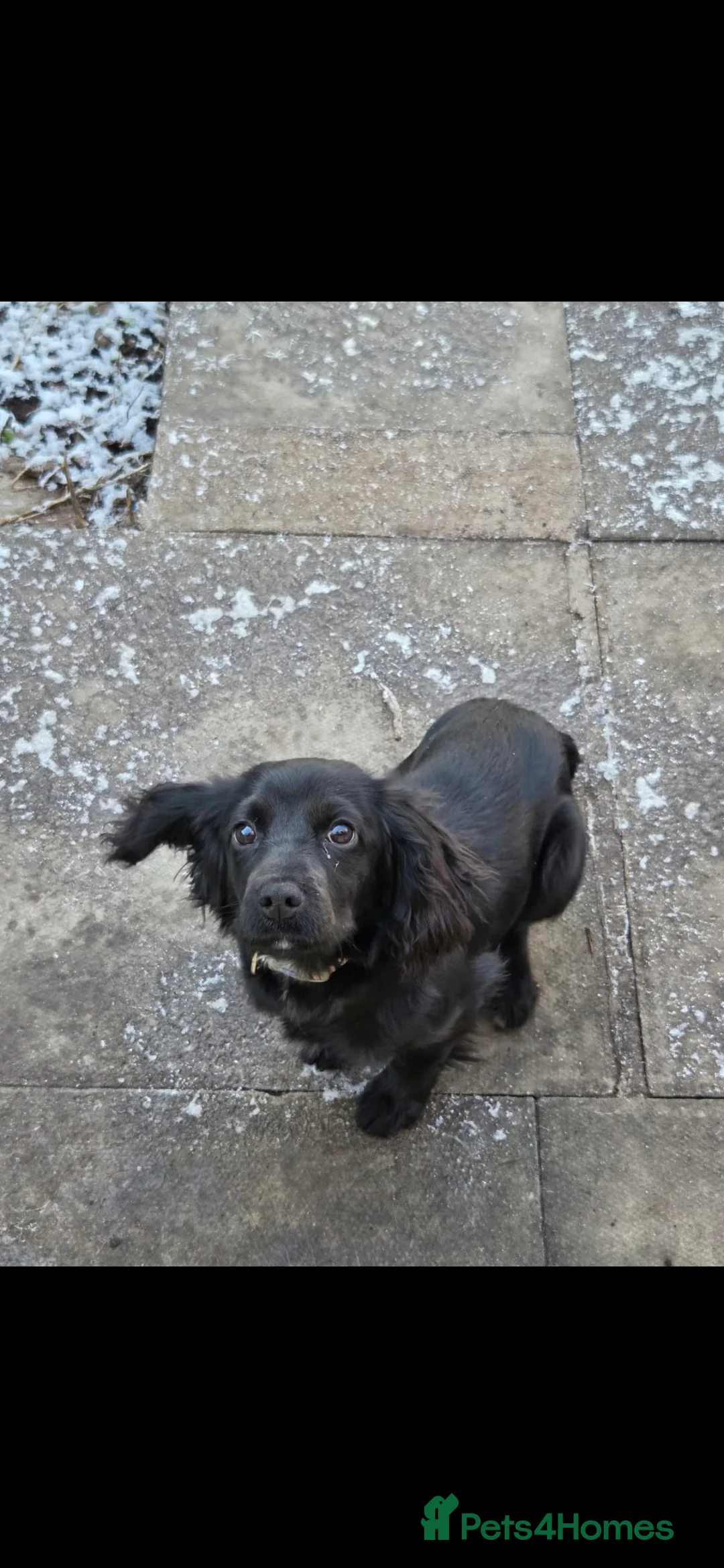 Cockalier dogs for sale: Female cockalier 7 months old  - Advert 6