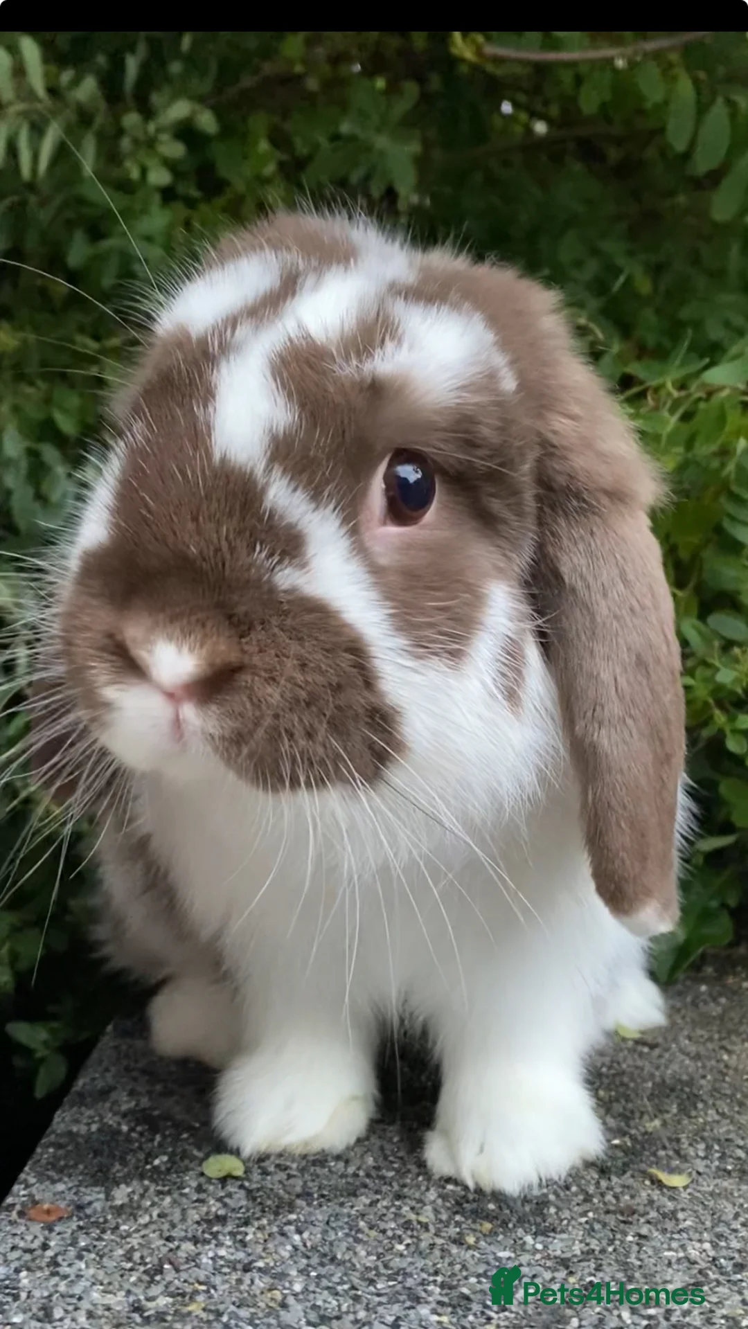 Mini Lop rabbits for sale: Mini lop chocolate butterfly bunnies  - Advert 1