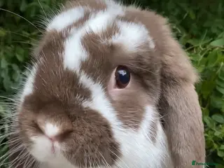 Mini Lop rabbits Mini lop chocolate butterfly bunnies - Advert 9