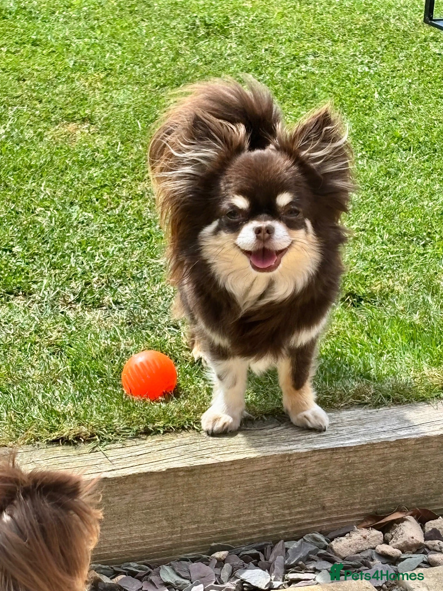 Chihuahua dogs 💖 Stunning Chocolate Tri Long Coat Girl 💖   - Advert 17