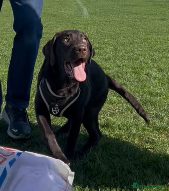Labrador Retriever dogs Lovely Labrador Retriever - Advert 3