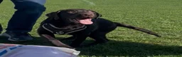 Labrador Retriever dogs for sale: Lovely Labrador Retriever in Ilford - Advert 1