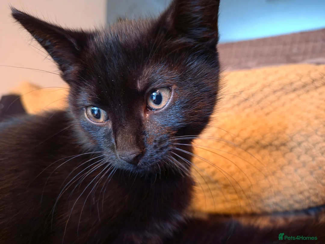 Mixed Breed cats for sale: Two black 10wk old female kittens. in Colchester - Advert 2