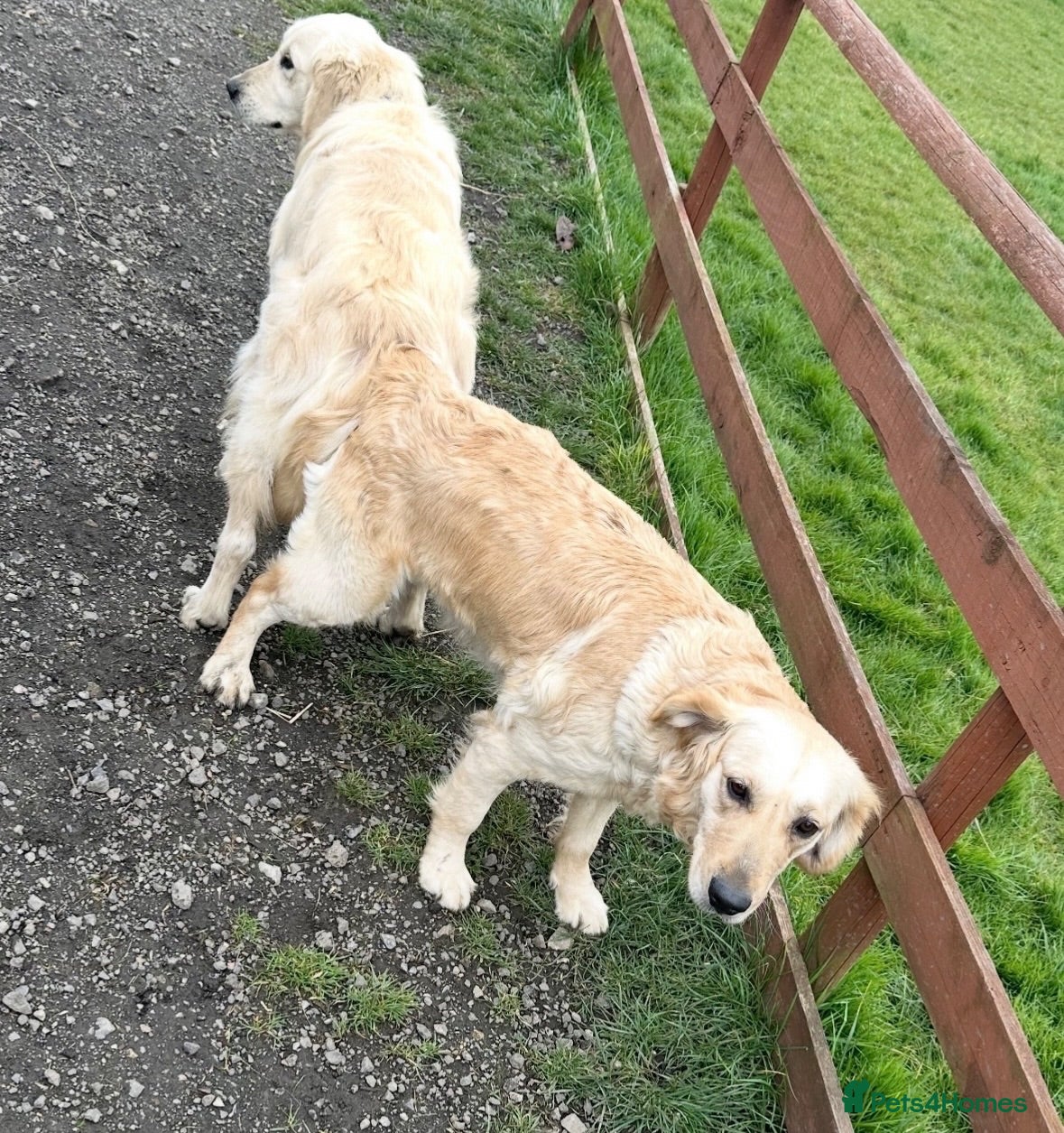 Golden Retriever dogs Quality golden retrievers  - Advert 2