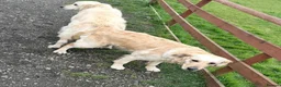 Golden Retriever dogs for sale: Quality golden retrievers  - Advert 2