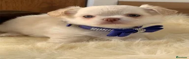 Chihuahua 2