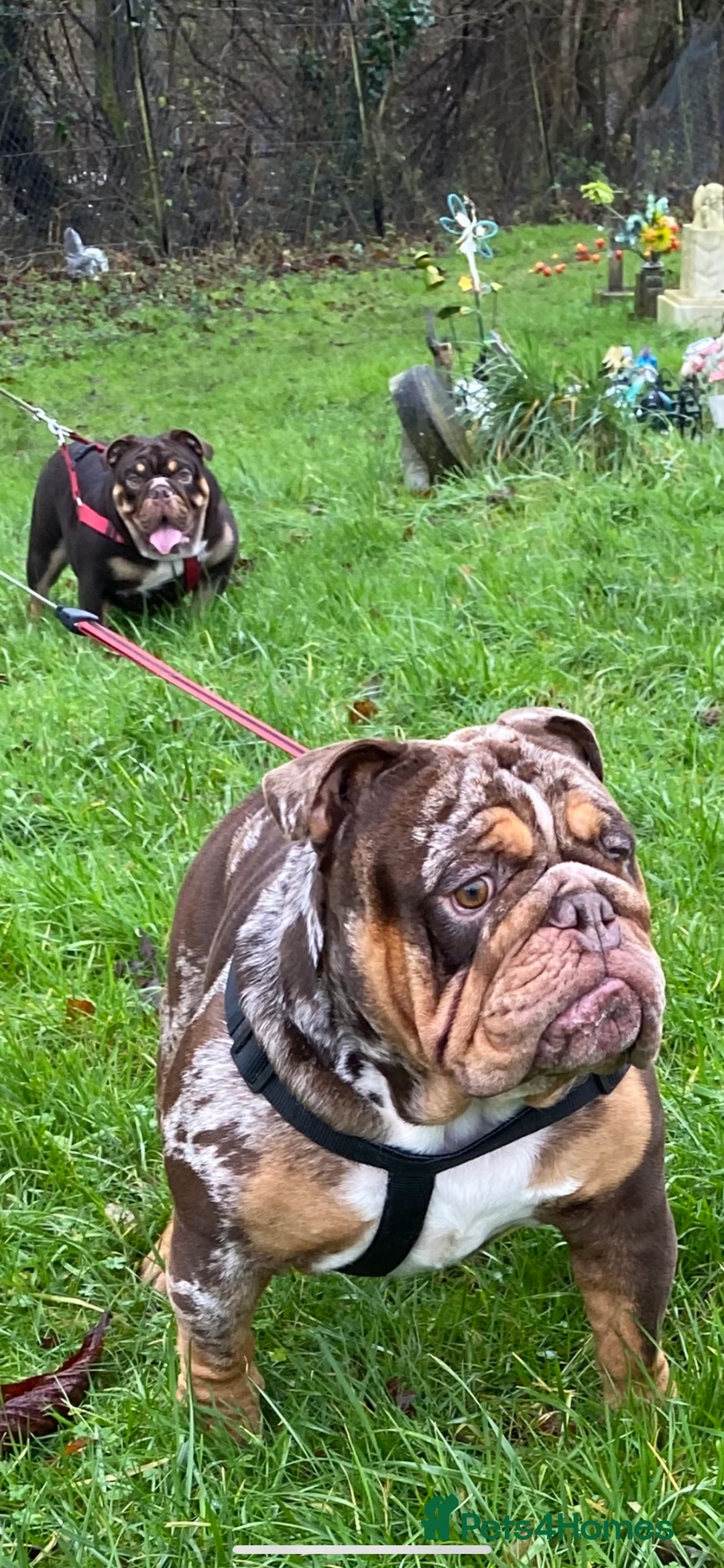 English Bulldog dogs for stud: 💙🍫FRANK🍫💙 in Southampton - Advert 17