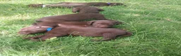 Mixed Breed dogs for sale: Chocolate puppies - Weim x WH Vizsla - Advert 15