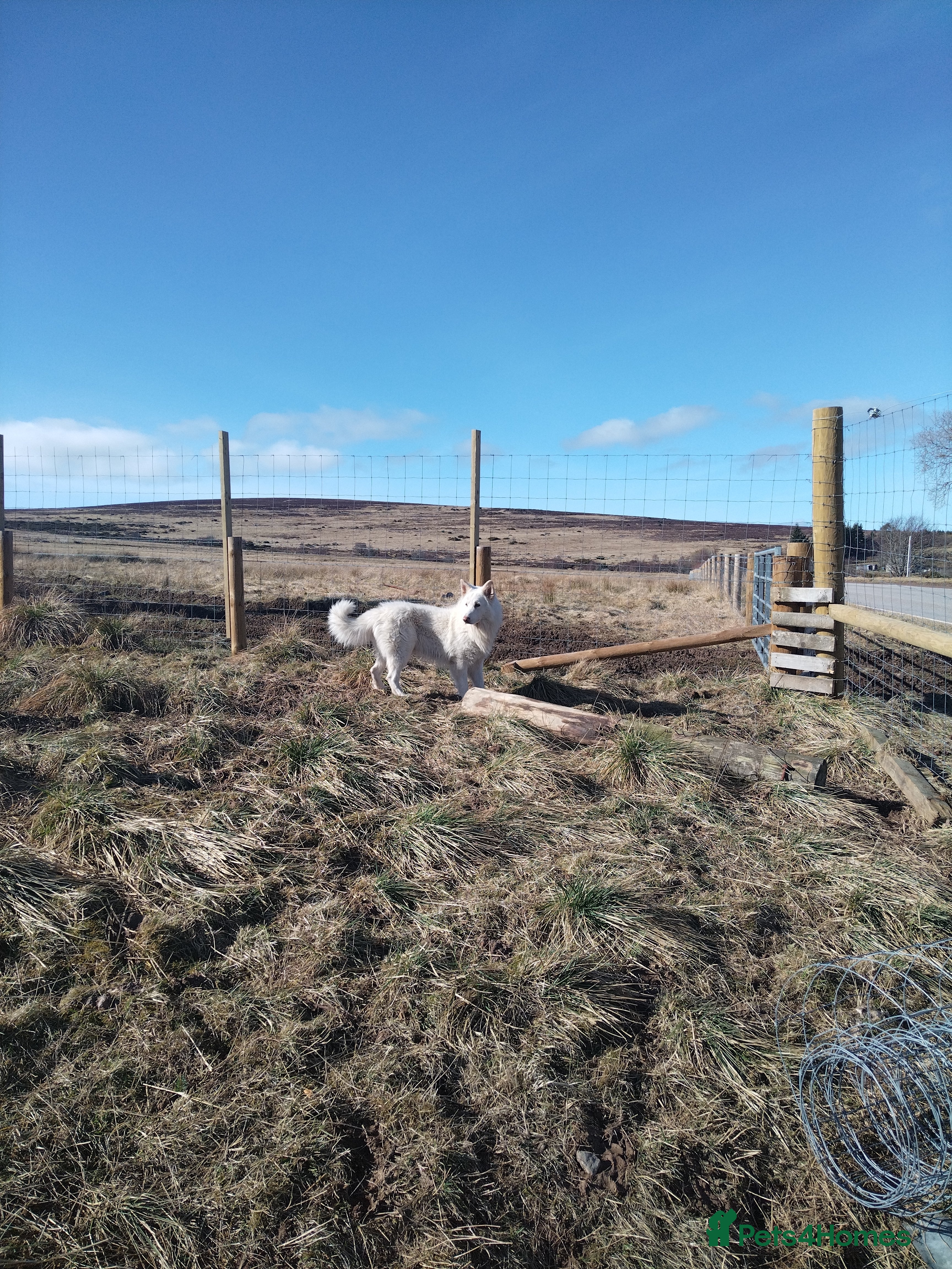 German Shepherd dogs Dresden - dog for stud in Ballindalloch - Advert 24