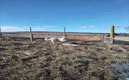 German Shepherd dogs for stud: Dresden - dog for stud in Ballindalloch - Image 1